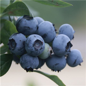 Blueberry 'Elliot'